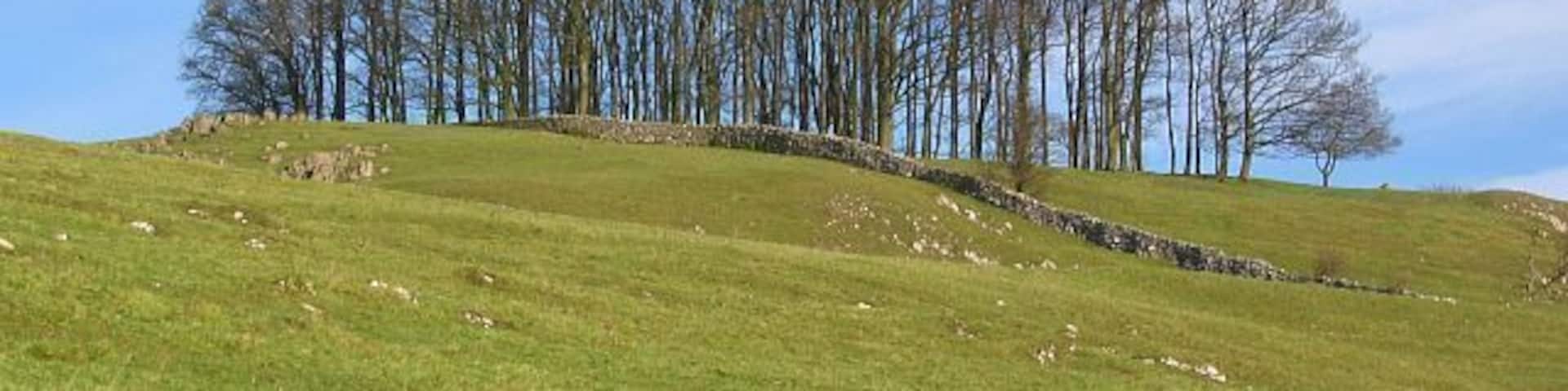 Copse and rocky outcrops A copse as seen from Dam Lane.
