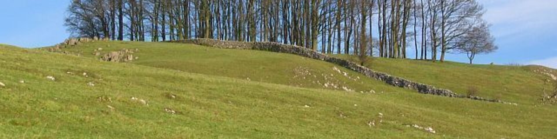 Copse and rocky outcrops A copse as seen from Dam Lane.