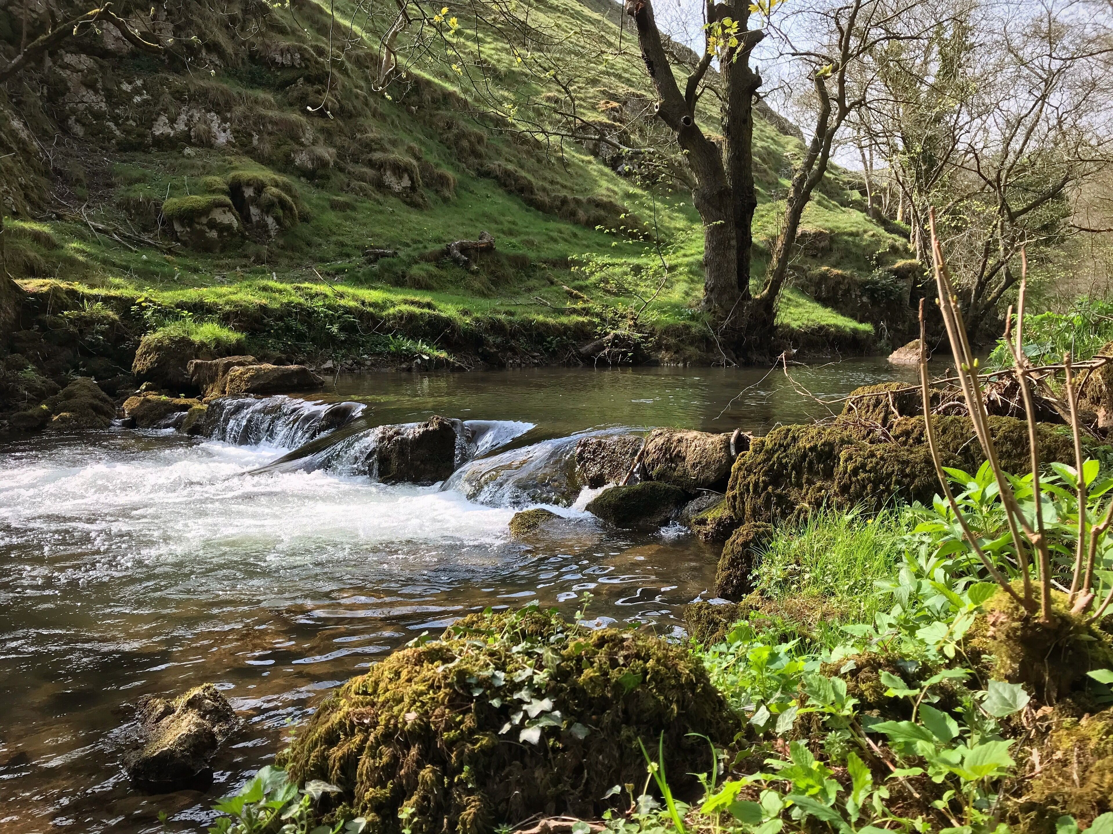 A flowing river with moss-covered rocks and lush greenery.