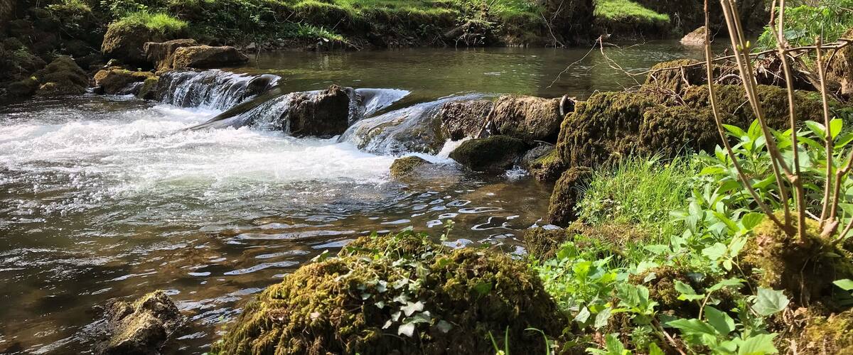 A flowing river with moss-covered rocks and lush greenery.