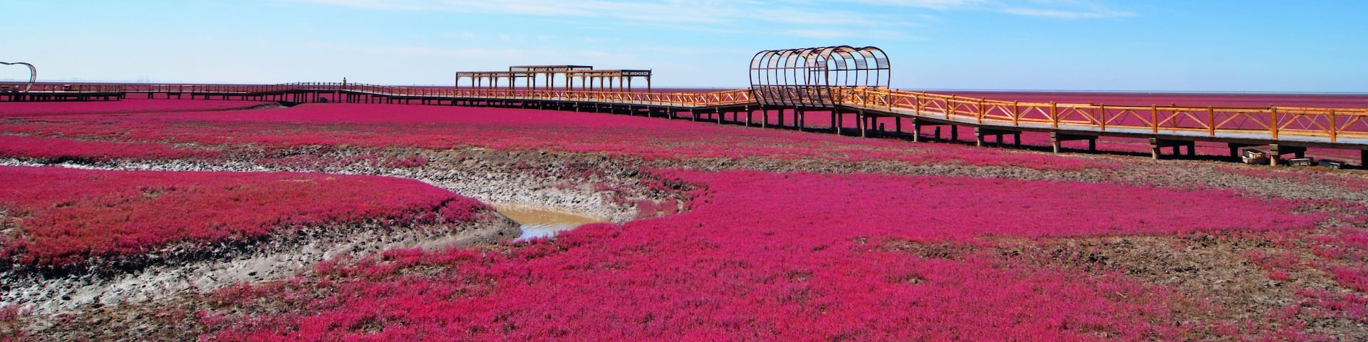 A bridge over a field of red vegetation under a blue sky with clouds.