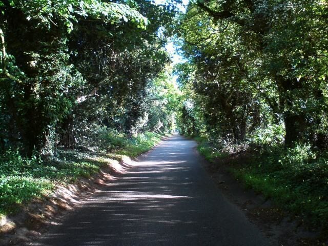 Un camino estrecho bordeado de árboles en un área boscosa.