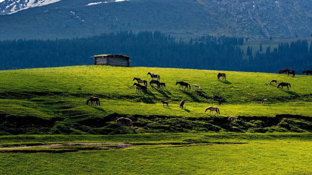 A herd of horses grazing on a grassy hillside with a wooden structure in the background and a mountain range in the distance.