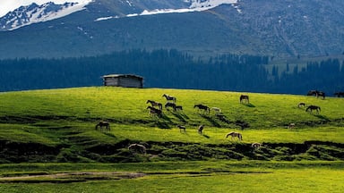 Beautiful #Kalajun Prairie.
美丽的 #喀拉峻大草原
https://twitter.com/Beautifulgx