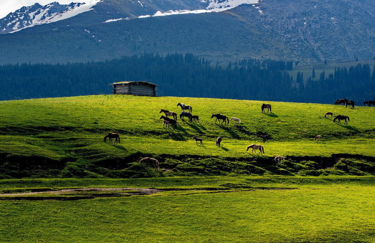 A herd of horses grazing on a grassy hillside with a wooden structure in the background and a mountain range in the distance.
