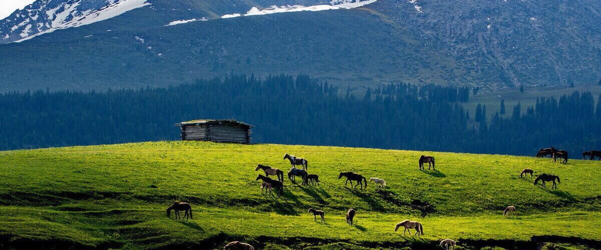 A herd of horses grazing on a grassy hillside with a wooden structure in the background and a mountain range in the distance.