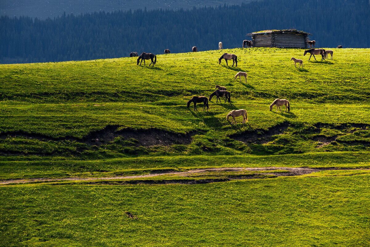 Beautiful #Kalajun Prairie.
美丽的 #喀拉峻大草原

https://twitter.com/Beautifulgx