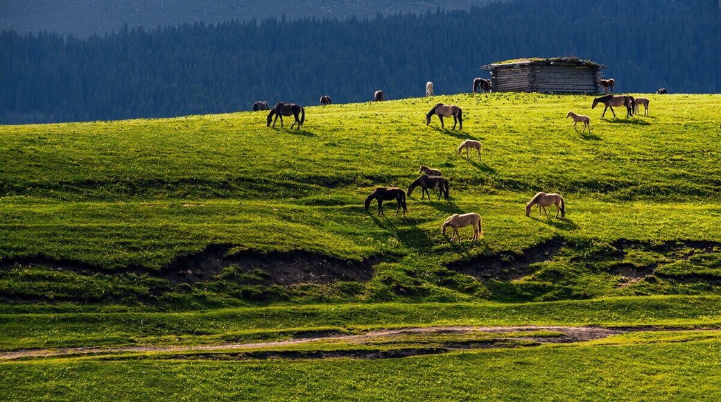 Beautiful #Kalajun Prairie.
美丽的 #喀拉峻大草原
https://twitter.com/Beautifulgx