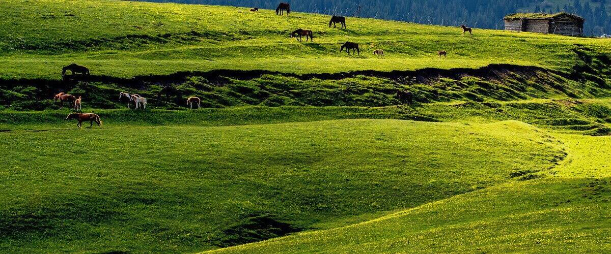 Beautiful #Kalajun Prairie.
美丽的 #喀拉峻大草原
https://twitter.com/Beautifulgx