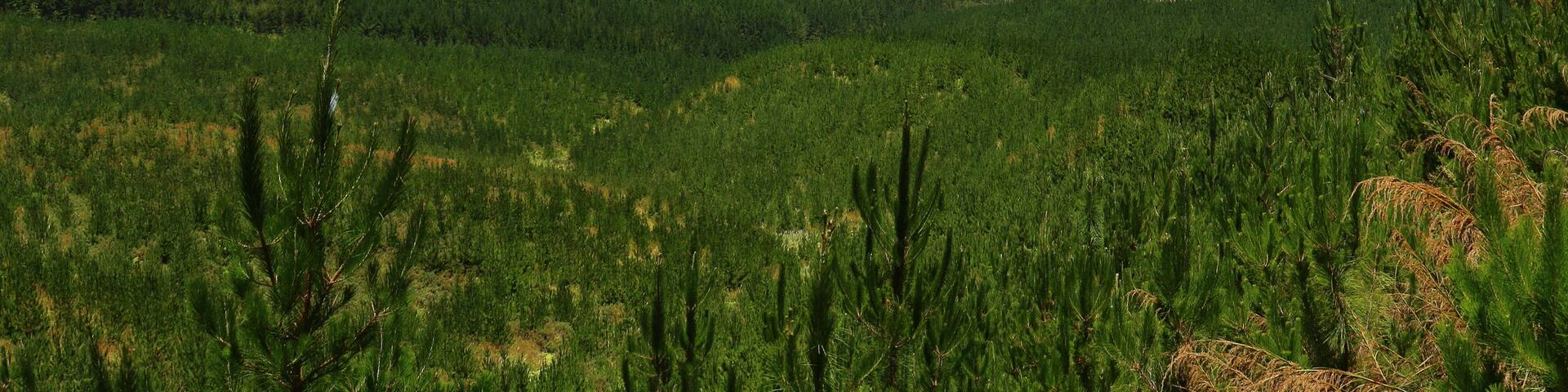 A dense forest with a clear sky and distant hills.