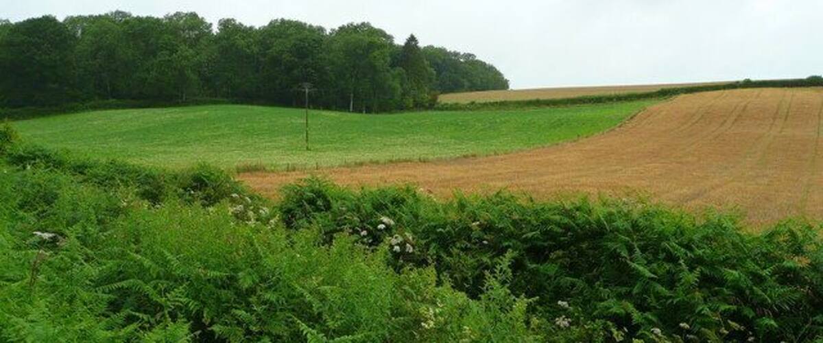 A rural landscape with a field, a forest, and a hill.