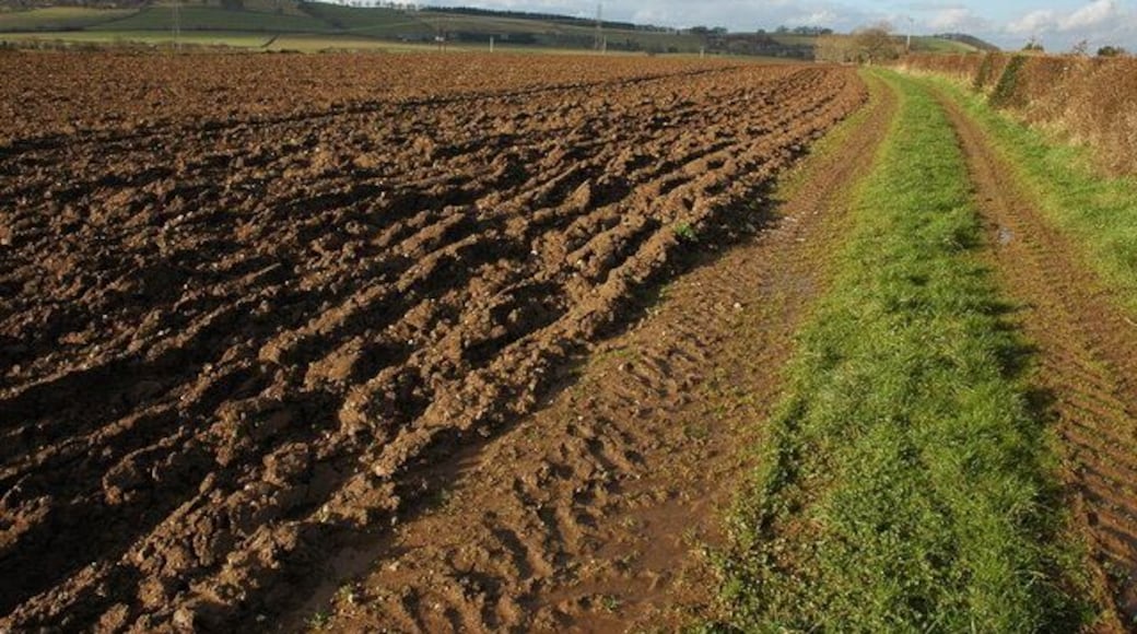 Headland footpath to Dinedor The footpath to Dinedor follows this field headland near Mitchmore Farm.