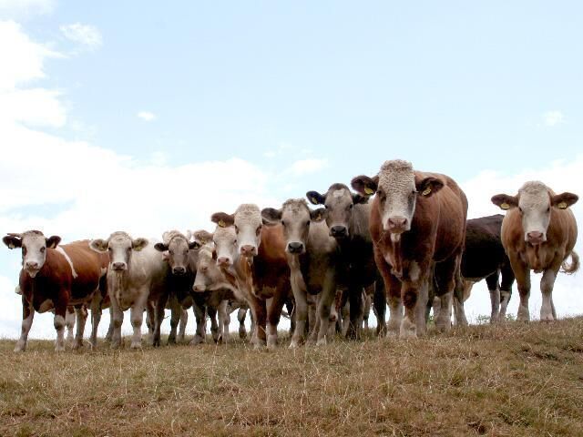 ... But Seriously. Very curious, inquisitive, but rather timid. Close to Gannah Farm. Just after taking this picture I climbed over a gate and missed a superb chance to photograph a hare very close by.