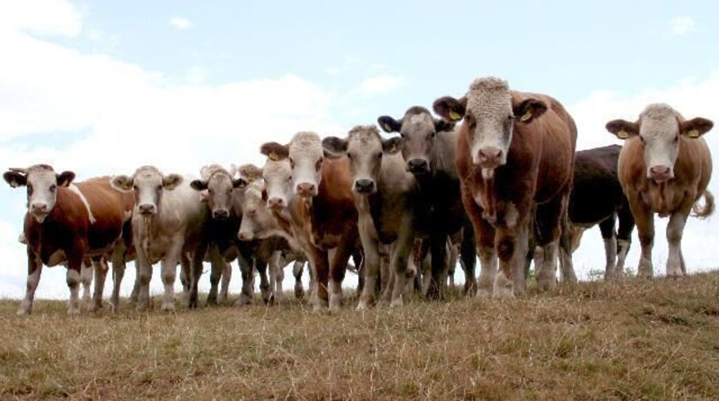 ... But Seriously. Very curious, inquisitive, but rather timid. Close to Gannah Farm. Just after taking this picture I climbed over a gate and missed a superb chance to photograph a hare very close by.