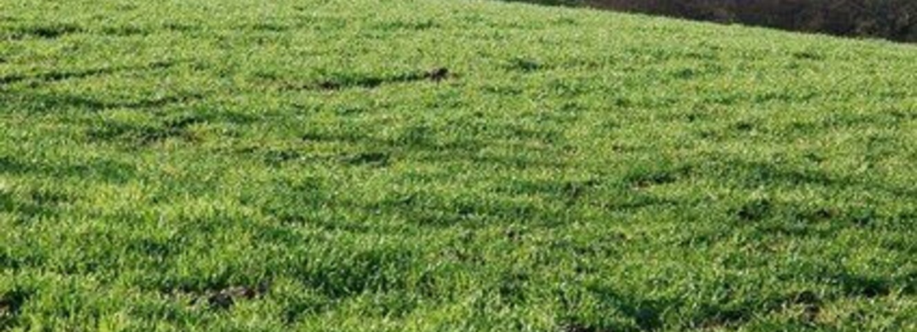 Trees above a valley, near Dinedor Four trees above Tar's Mill near Dinedor.