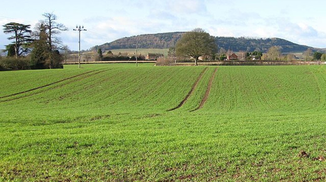 View west from Burghill Across winter wheat towards Credenhill Park Wood, a 225 acre (91.31 Ha) ancient woodland with Iron Age Hill Fort. For further details, click http://www.wt-woods.org.uk/credenhillparkwood/description.asp