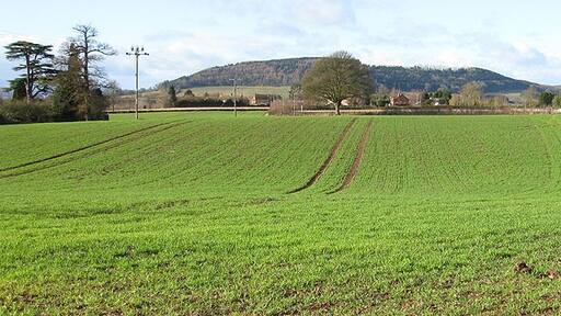 View west from Burghill Across winter wheat towards Credenhill Park Wood, a 225 acre (91.31 Ha) ancient woodland with Iron Age Hill Fort. For further details, click http://www.wt-woods.org.uk/credenhillparkwood/description.asp