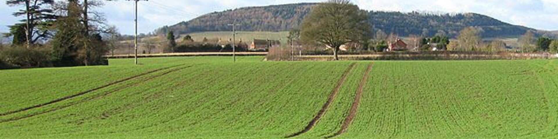 View west from Burghill Across winter wheat towards Credenhill Park Wood, a 225 acre (91.31 Ha) ancient woodland with Iron Age Hill Fort. For further details, click http://www.wt-woods.org.uk/credenhillparkwood/description.asp