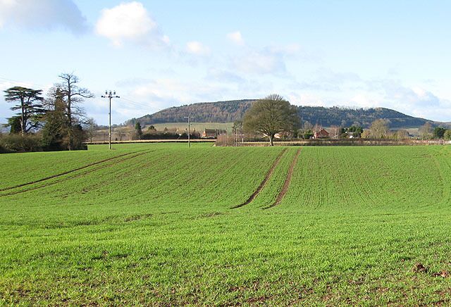 A green field with a tree and a hill in the background.