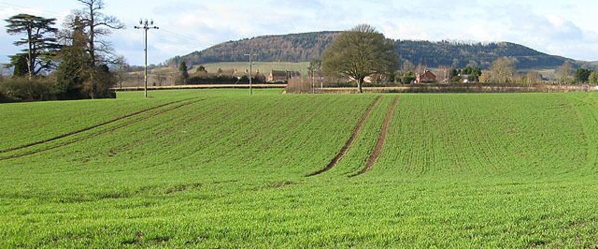A green field with a tree and a hill in the background.