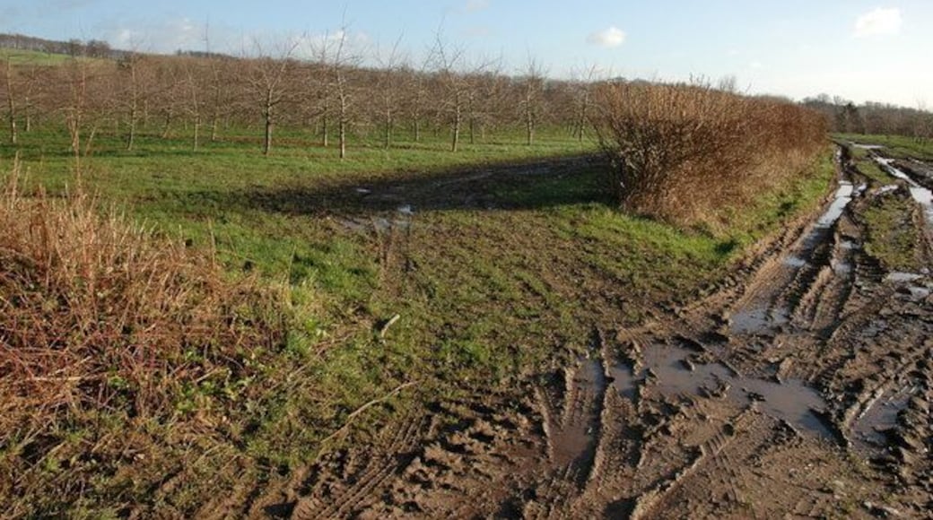 Apple orchard near Byford