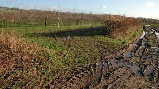 Apple orchard near Byford