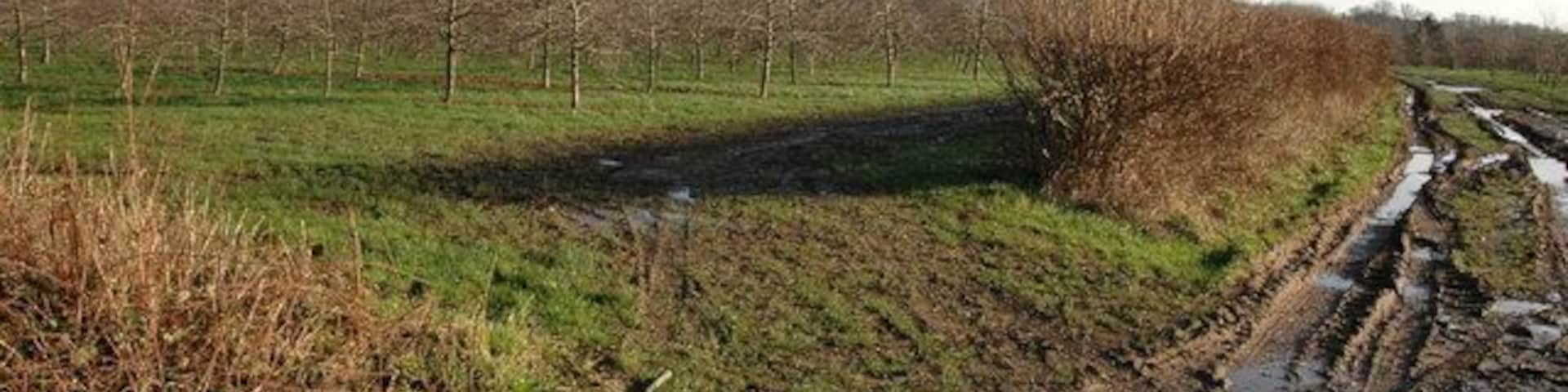 Apple orchard near Byford