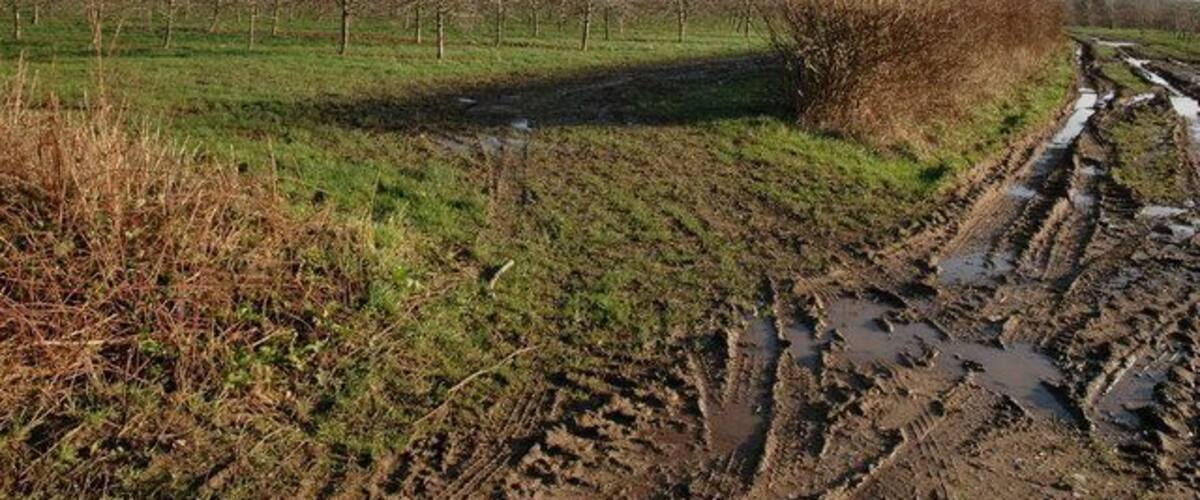 A muddy field with a path leading through it, surrounded by grass and bushes.