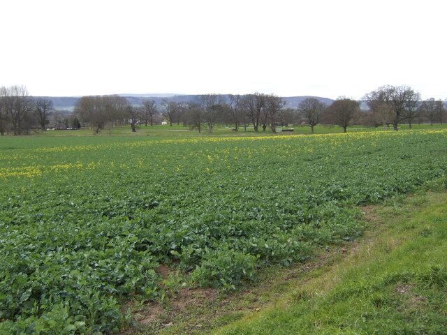 Early rape This crop is a good indicator of the earliness of the 2007 spring. View is over the Wye valley near Byford.