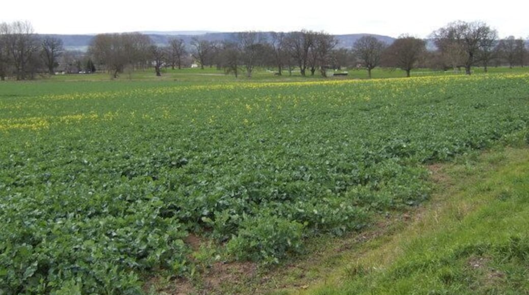 Early rape This crop is a good indicator of the earliness of the 2007 spring. View is over the Wye valley near Byford.