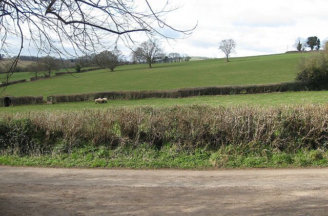 Hillside pasture near St Michael's With a small, select group in residence today.