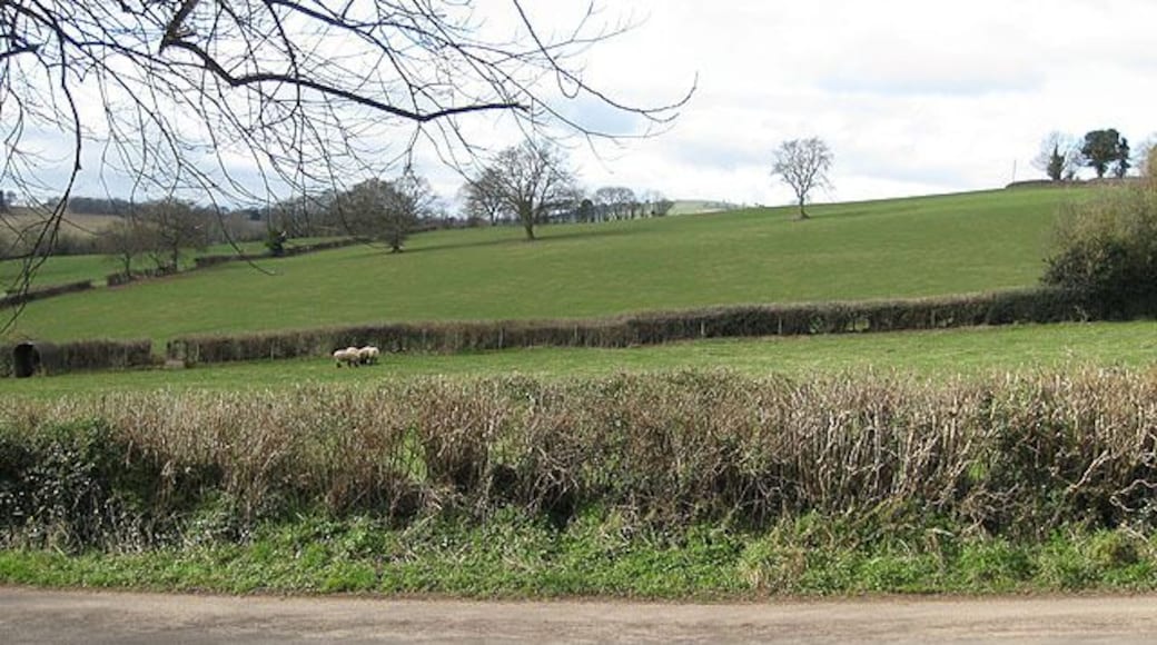 Hillside pasture near St Michael's With a small, select group in residence today.
