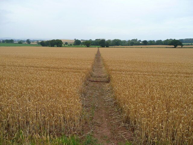 Good path through wheat. They're not all as well-defined as this! See 403206 for a March 2007 view.