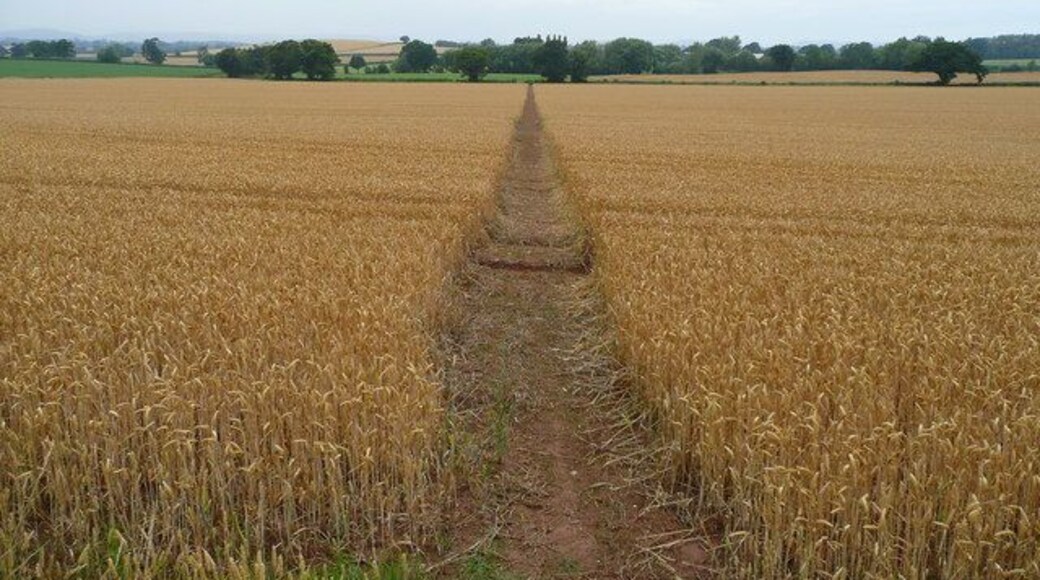 Good path through wheat. They're not all as well-defined as this! See 403206 for a March 2007 view.
