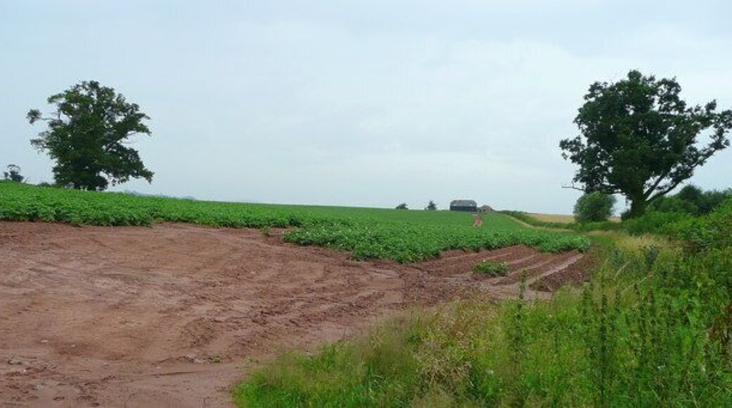 Potato crop west of Dewsall Court, looking onto Duchy of Cornwall land
