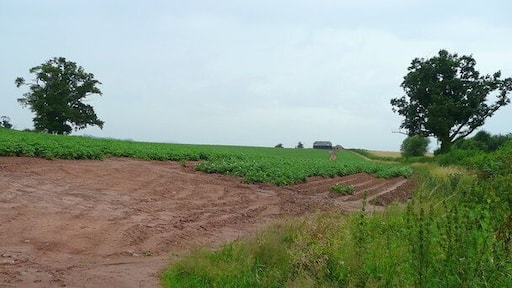 Potato crop west of Dewsall Court, looking onto Duchy of Cornwall land