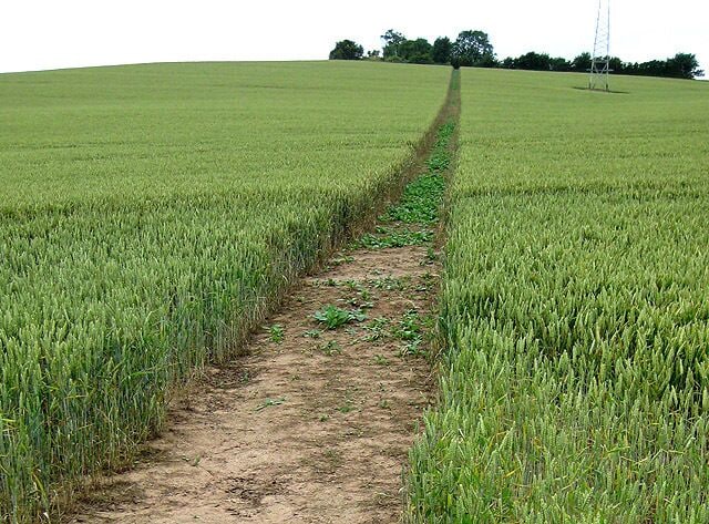 Clearly marked footpath Climbs up the hillside through the wheat and passes under power lines.
