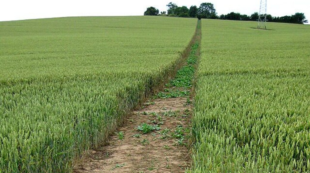 Clearly marked footpath Climbs up the hillside through the wheat and passes under power lines.