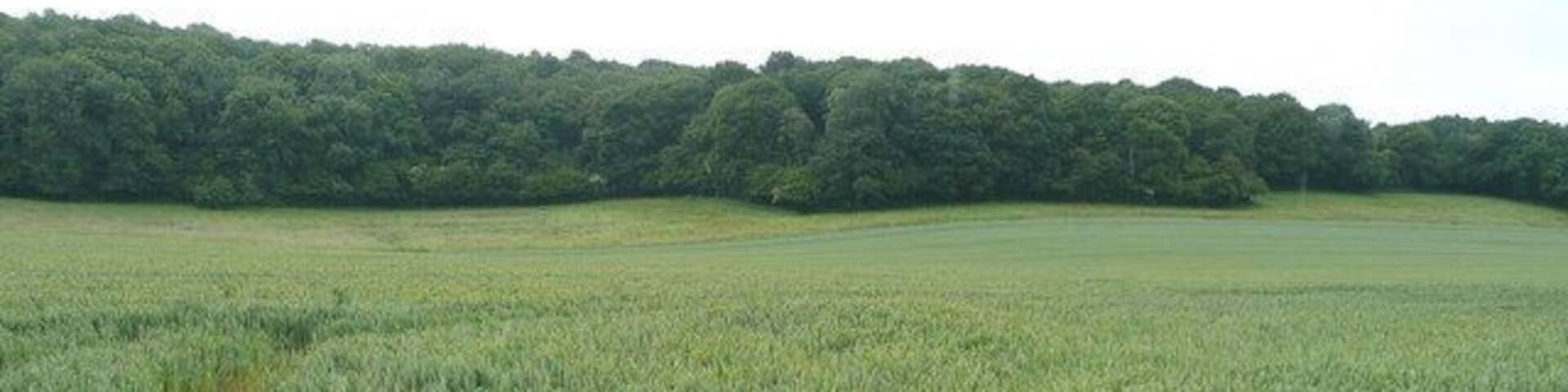 Maturing wheat Looking south towards Birch Wood near Sollers Hope church.