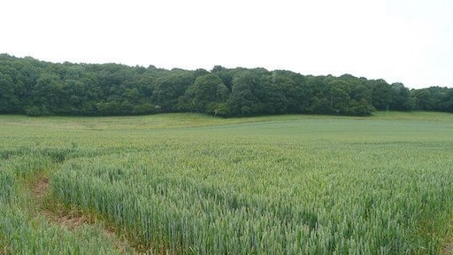 Maturing wheat Looking south towards Birch Wood near Sollers Hope church.