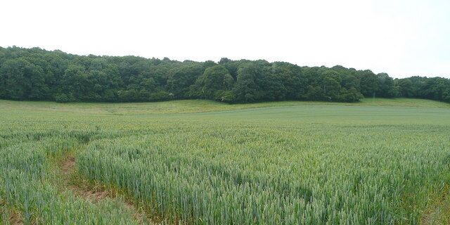 A vast field of crops with a forested hill in the background.