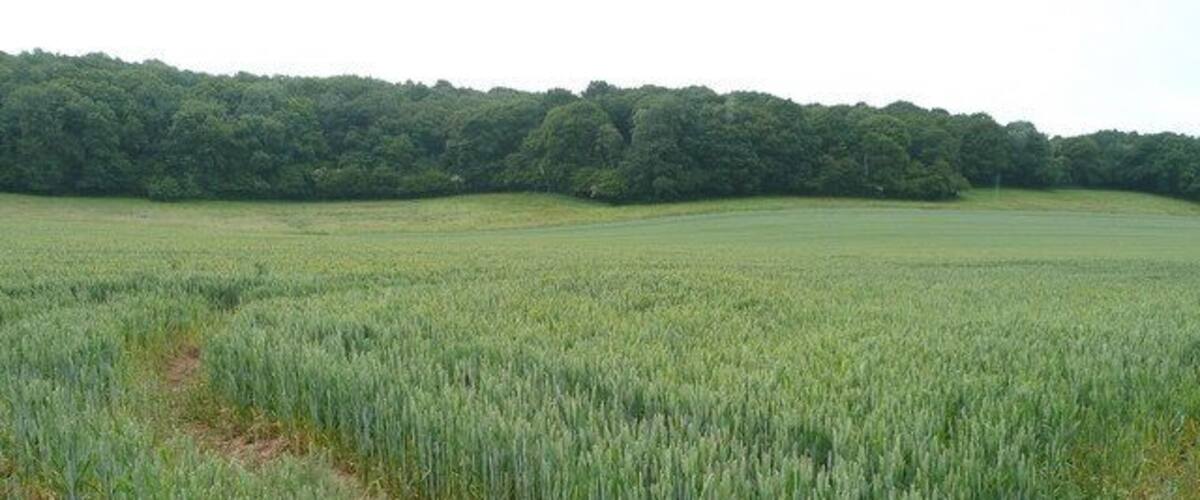 A vast field of crops with a forested hill in the background.
