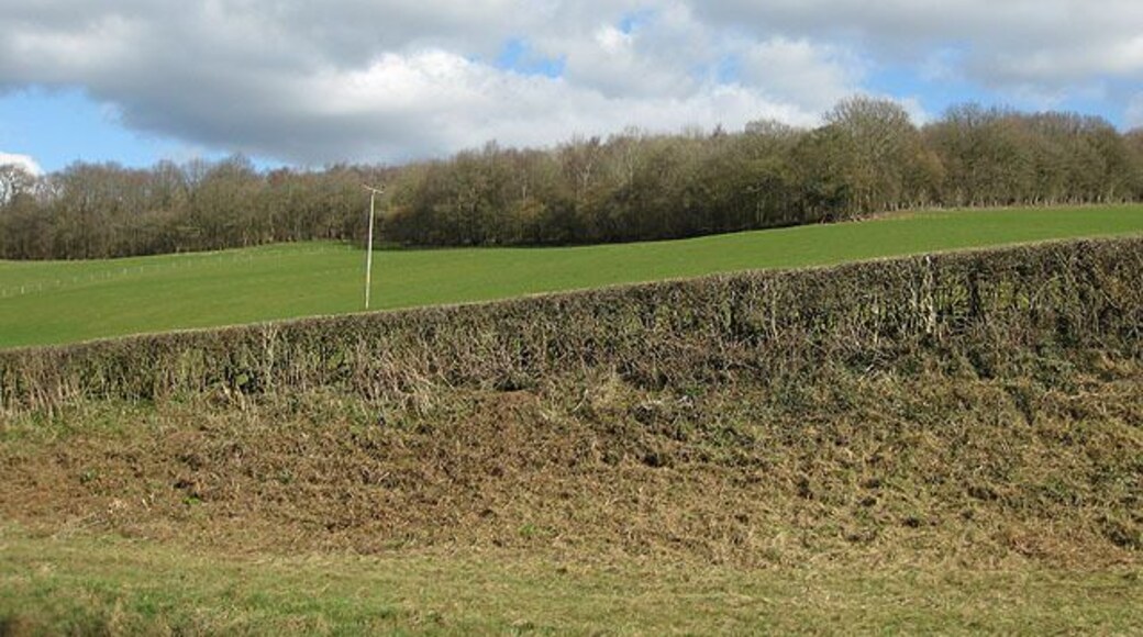 Birch Wood On the northern edge of Rattle Hill.
