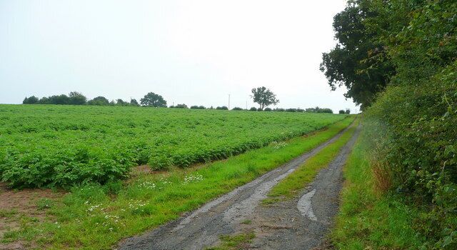 A rural road bordered by green fields and trees.