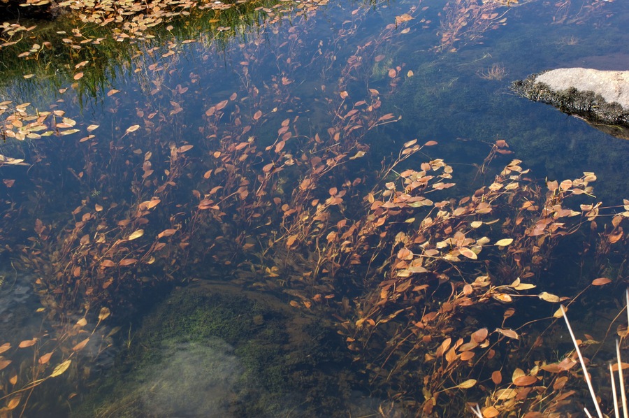 Bog pondweed, Potamogeton polygonifolius, in a lake outflow in North Wales.