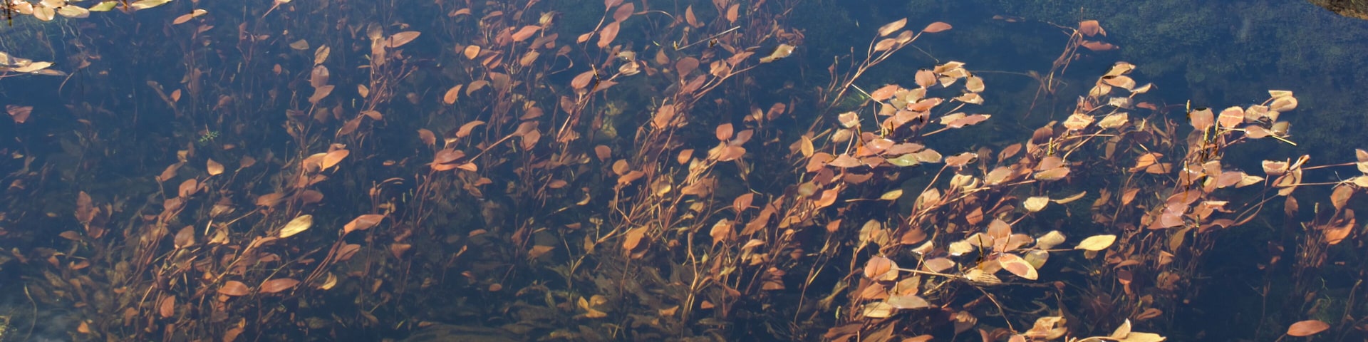 Bog pondweed, Potamogeton polygonifolius, in a lake outflow in North Wales.