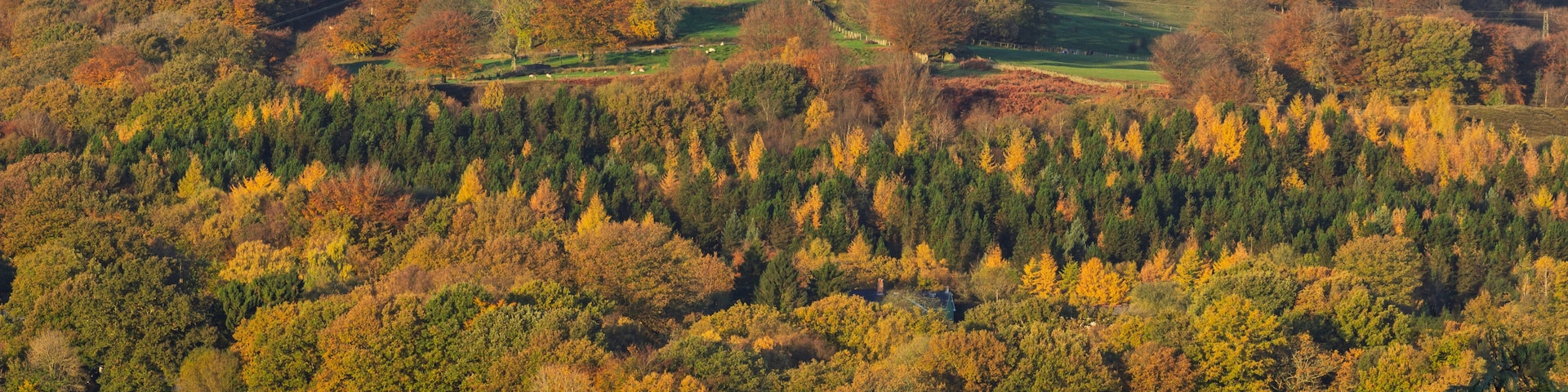 Autumn leaves in a forest on the side of a mountain in Pontypool, Torfaen in South Wales, UK