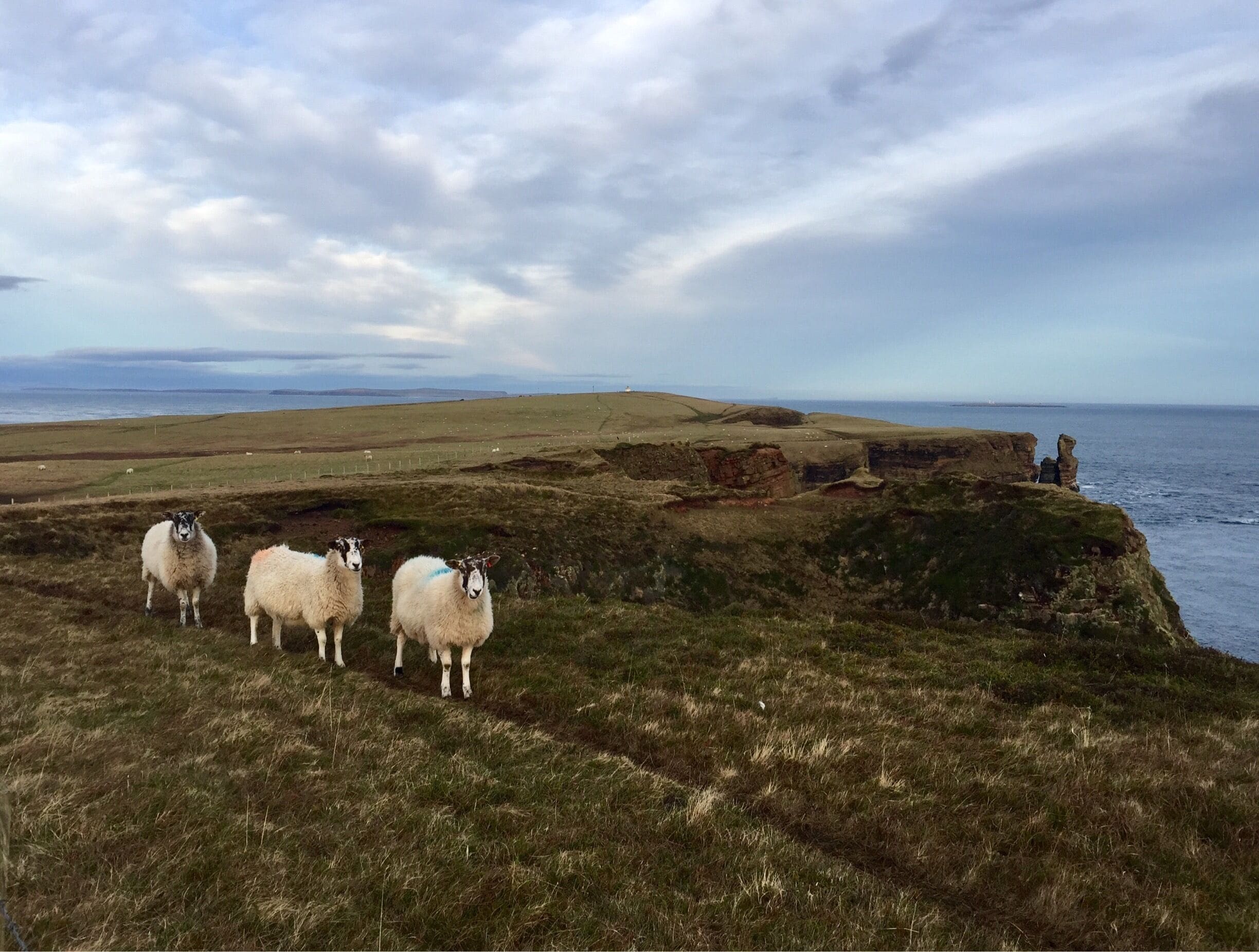 A coastal landscape with three sheep on a grassy cliff overlooking the sea.