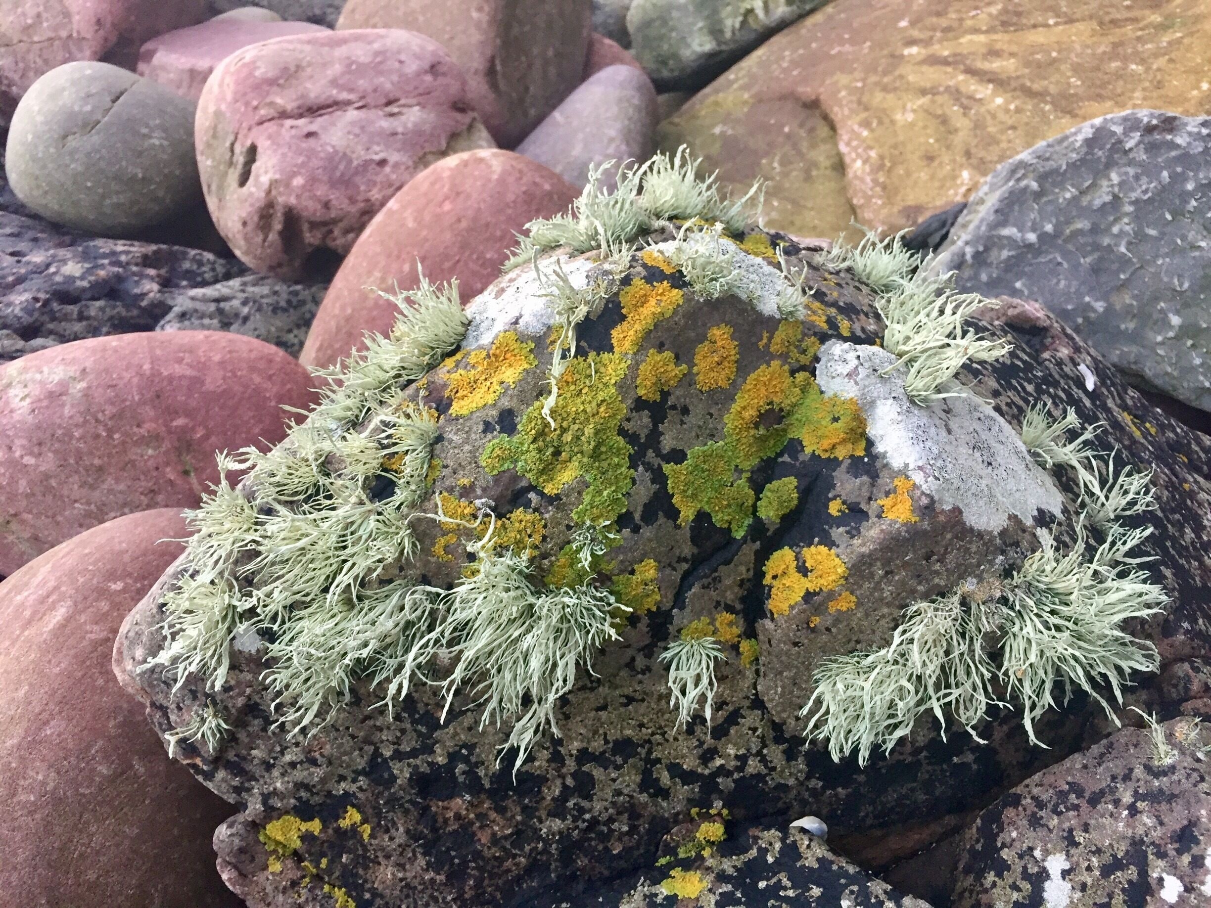 At Stacks of Duncansby