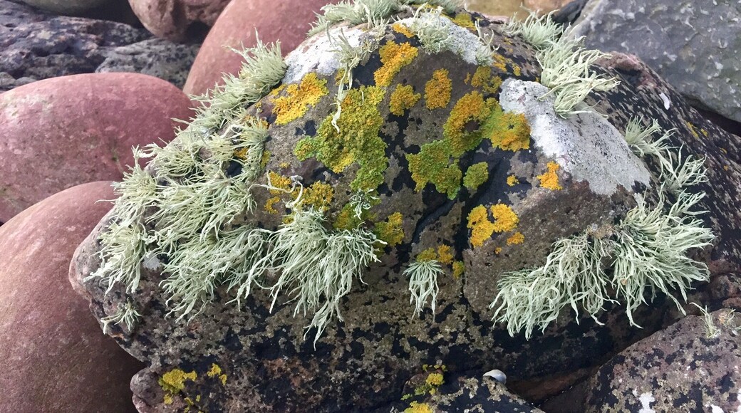 At Stacks of Duncansby